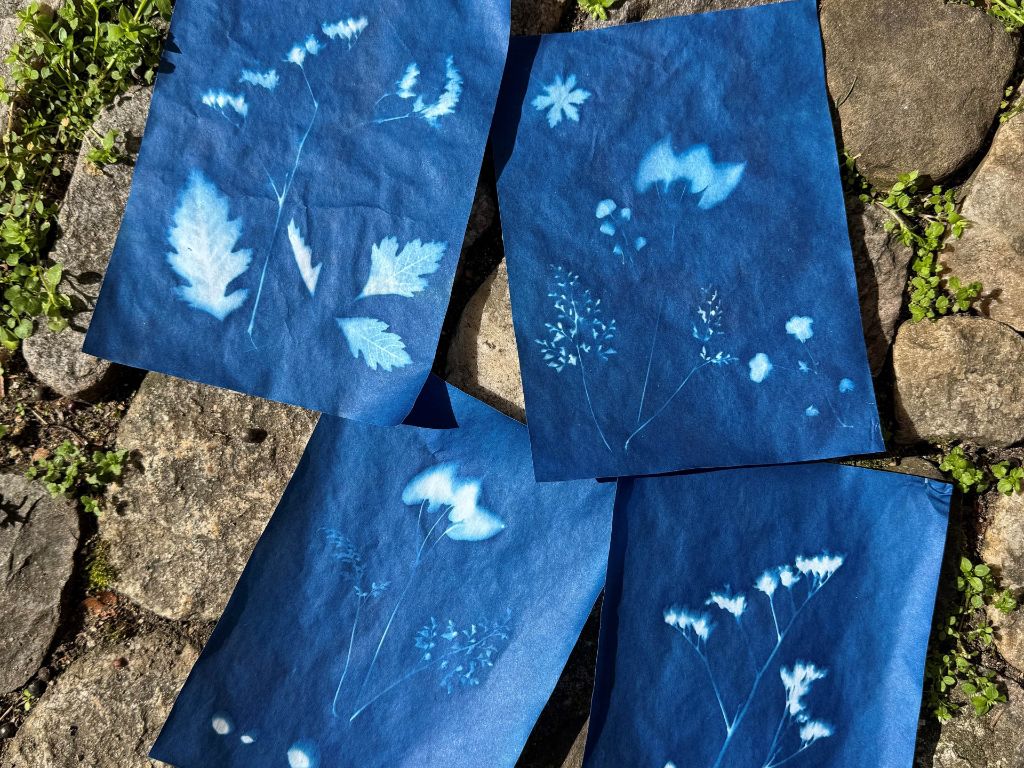 Vier dunkelblau gefärbte Blätter mit weissen Blatt und Blütenabdrücken liegen auf einem Pflastersteinboden. Zwischen den Pflastersteinen wächst Unkraut.