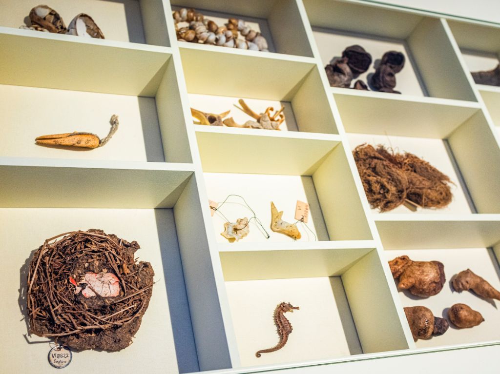 Setzkasten mit Naturmaterialien, darunter ein Seepferdchen, Vogelnest mit Ei, Gräser und Knochenstücke von Tieren.